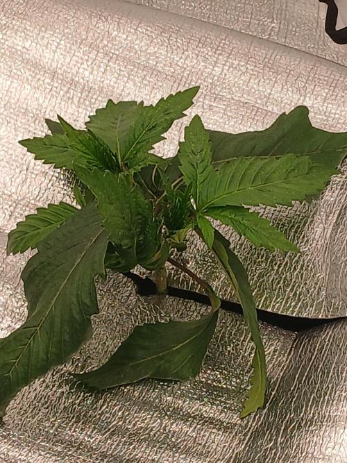 Hydroponischer Exotic Seed Grow. Week 2