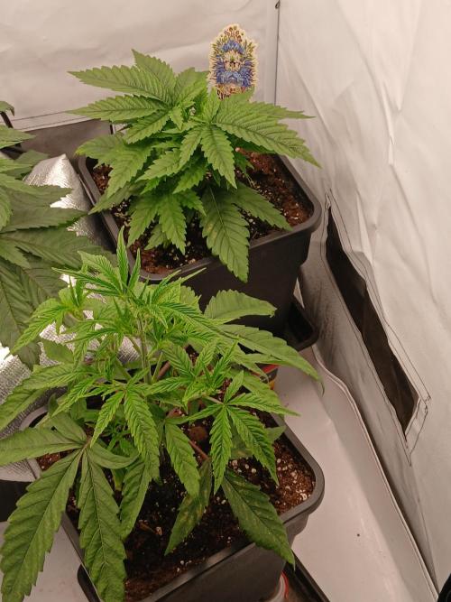 Raunächte-Grow mit Exotic Seed. Week 3