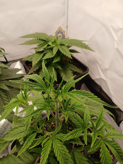 Raunächte-Grow mit Exotic Seed. Week 3