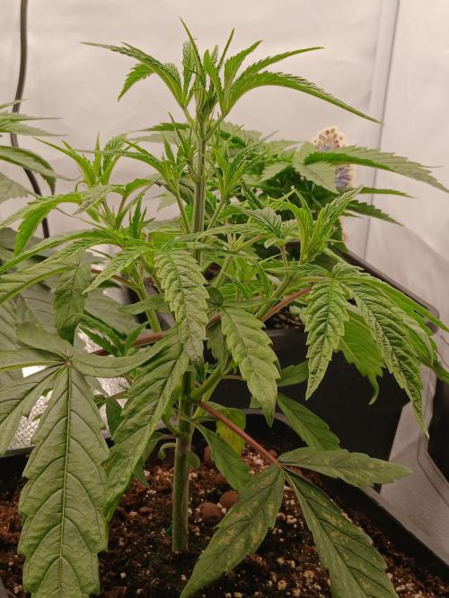 Raunächte-Grow mit Exotic Seed. Week 3