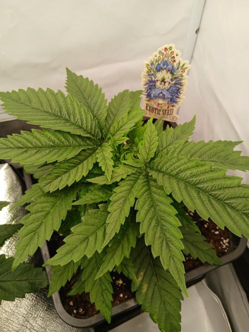 Raunächte-Grow mit Exotic Seed. Week 3