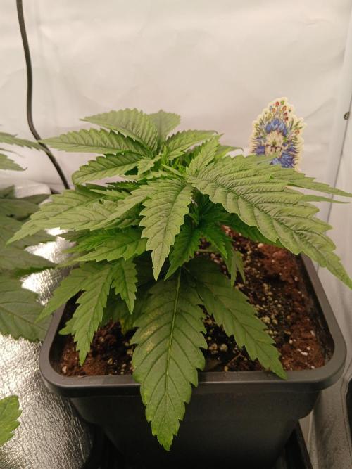 Raunächte-Grow mit Exotic Seed. Week 3