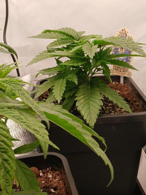 Raunächte-Grow mit Exotic Seed. Week 3