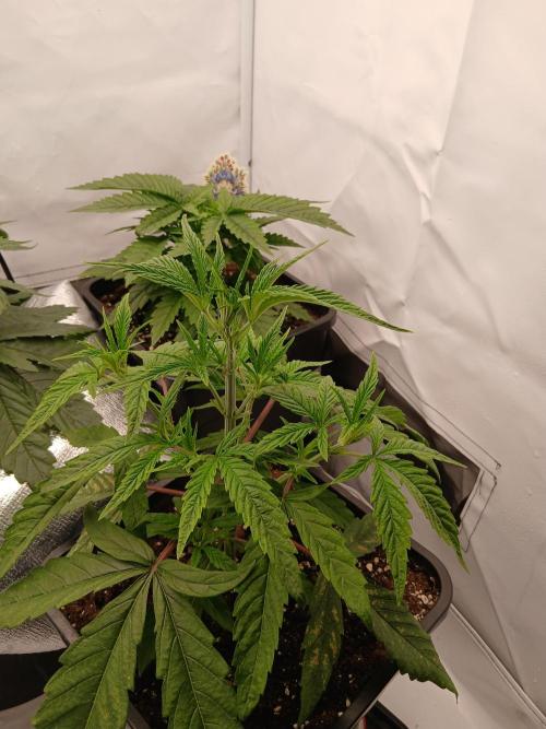 Raunächte-Grow mit Exotic Seed. Week 3