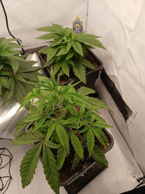 Raunächte-Grow mit Exotic Seed. Week 3