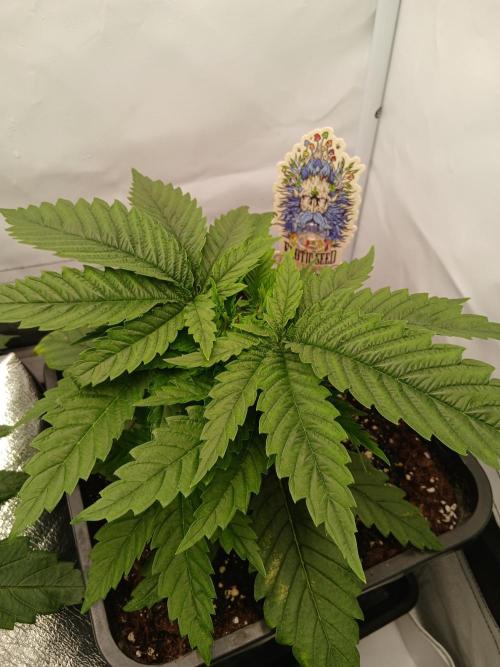 Raunächte-Grow mit Exotic Seed. Week 3