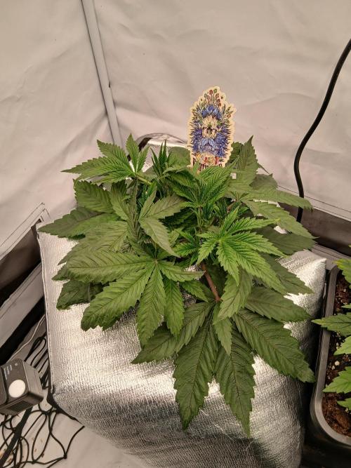 Hydroponischer Exotic Seed Grow. Week 3