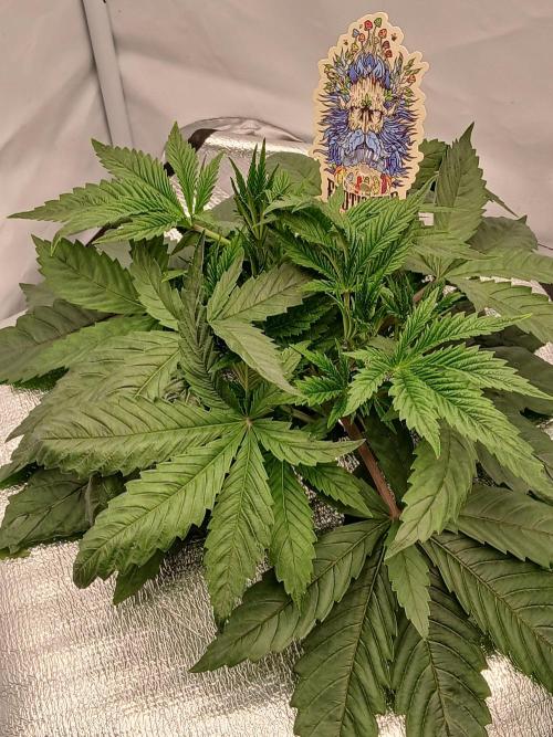 Hydroponischer Exotic Seed Grow. Week 3