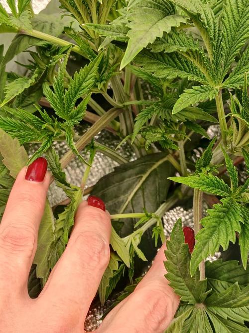 Hydroponischer Exotic Seed Grow. Week 3