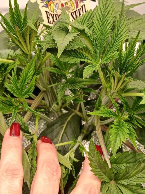 Hydroponischer Exotic Seed Grow. Week 3