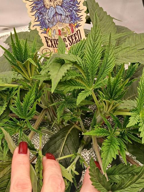 Hydroponischer Exotic Seed Grow. Week 3