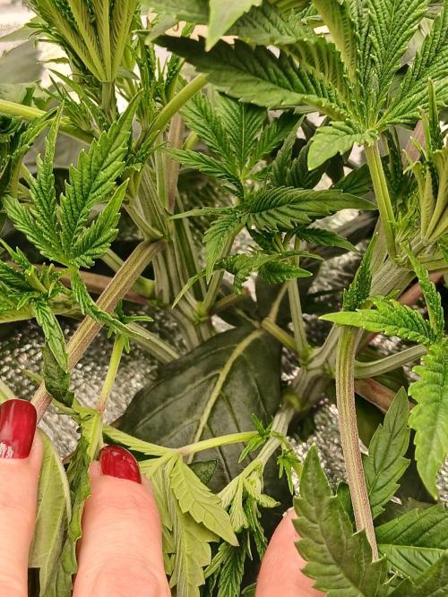 Hydroponischer Exotic Seed Grow. Week 3