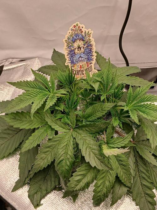 Hydroponischer Exotic Seed Grow. Week 3