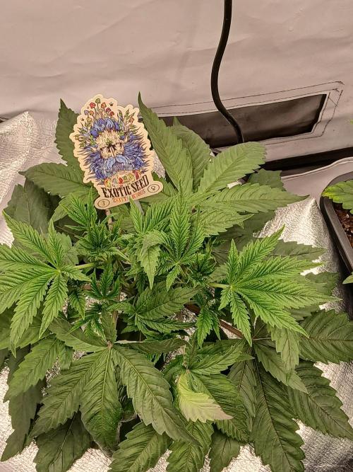 Hydroponischer Exotic Seed Grow. Week 3