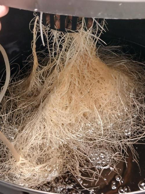 Hydroponischer Exotic Seed Grow. Week 3