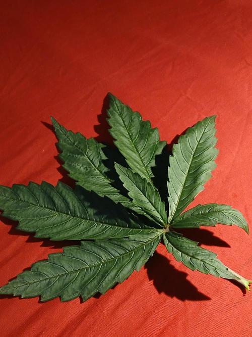 Hydroponischer Exotic Seed Grow. Week 3