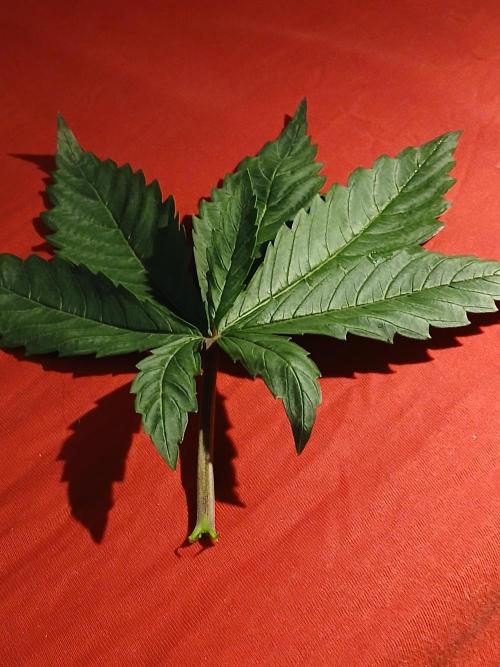 Hydroponischer Exotic Seed Grow. Week 3