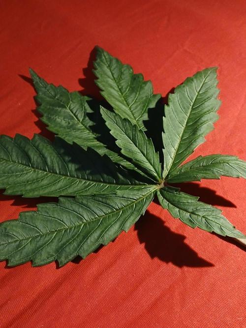 Hydroponischer Exotic Seed Grow. Week 3