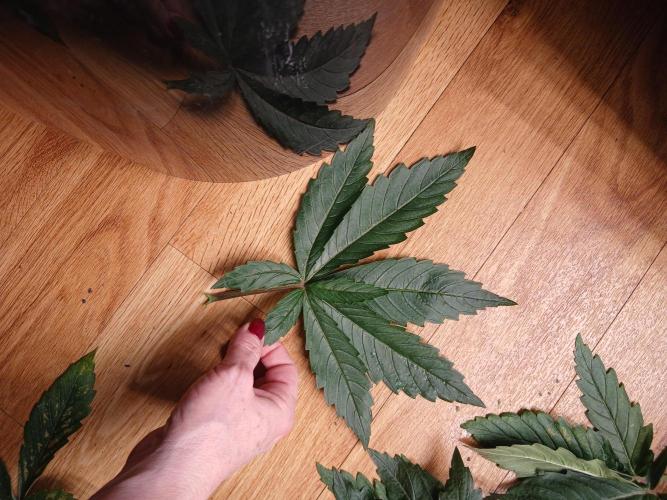 Hydroponischer Exotic Seed Grow. Week 3