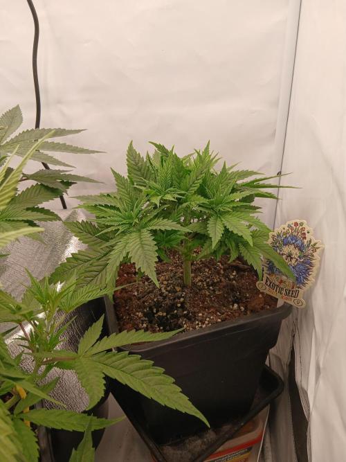 Raunächte-Grow mit Exotic Seed. Week 3
