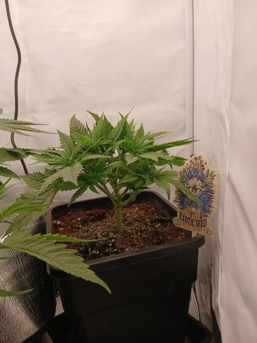 Raunächte-Grow mit Exotic Seed. Week 3