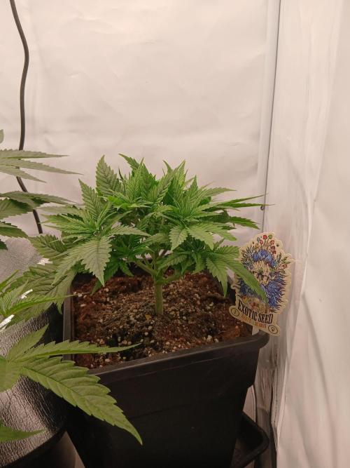 Raunächte-Grow mit Exotic Seed. Week 3