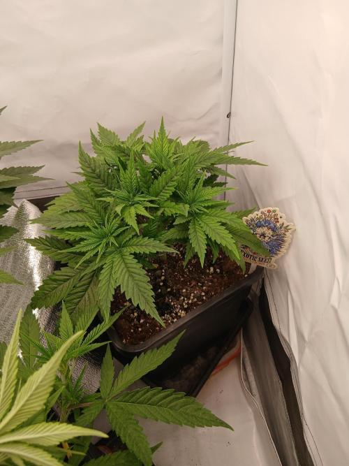 Raunächte-Grow mit Exotic Seed. Week 3