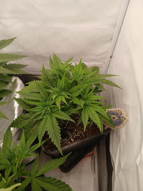 Raunächte-Grow mit Exotic Seed. Week 3