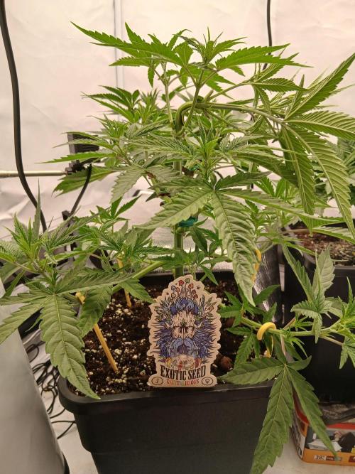 Raunächte-Grow mit Exotic Seed. Week 3