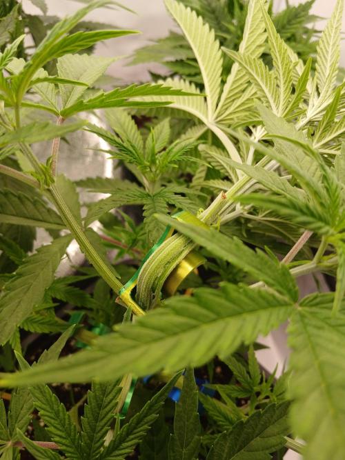 Raunächte-Grow mit Exotic Seed. Week 3