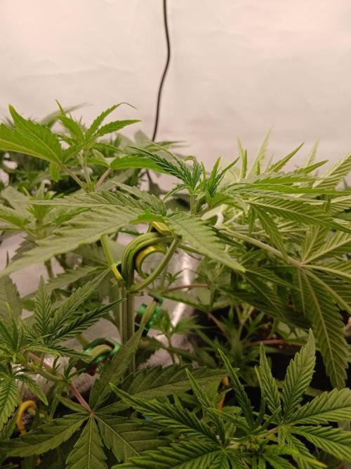 Raunächte-Grow mit Exotic Seed. Week 3