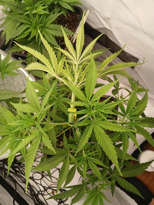 Raunächte-Grow mit Exotic Seed. Week 3