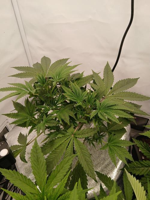 Hydroponischer Exotic Seed Grow. Week 3
