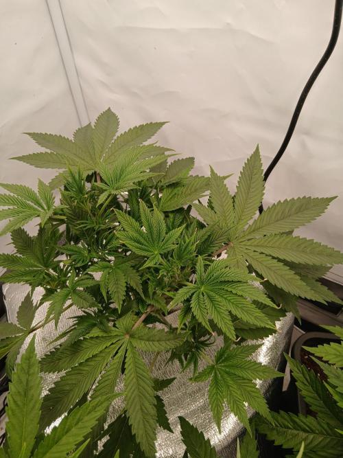 Hydroponischer Exotic Seed Grow. Week 3