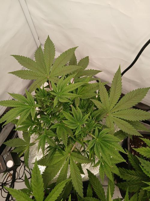 Hydroponischer Exotic Seed Grow. Week 3