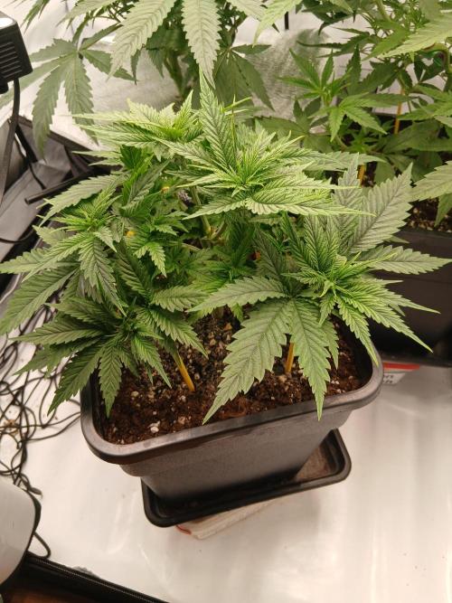 Raunächte-Grow mit Exotic Seed. Week 4