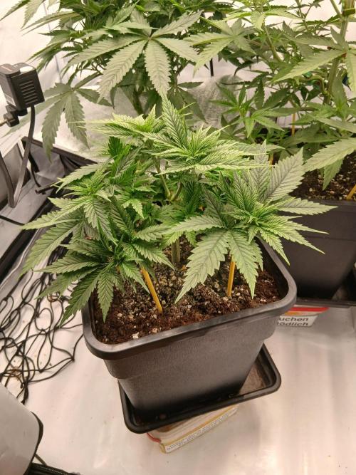 Raunächte-Grow mit Exotic Seed. Week 4