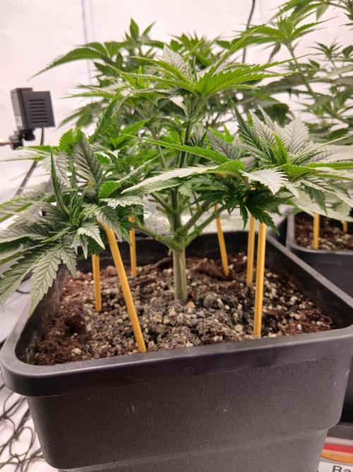 Raunächte-Grow mit Exotic Seed. Week 4