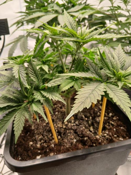 Raunächte-Grow mit Exotic Seed. Week 4