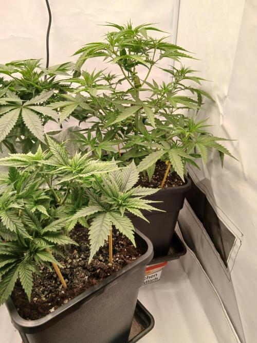 Raunächte-Grow mit Exotic Seed. Week 4