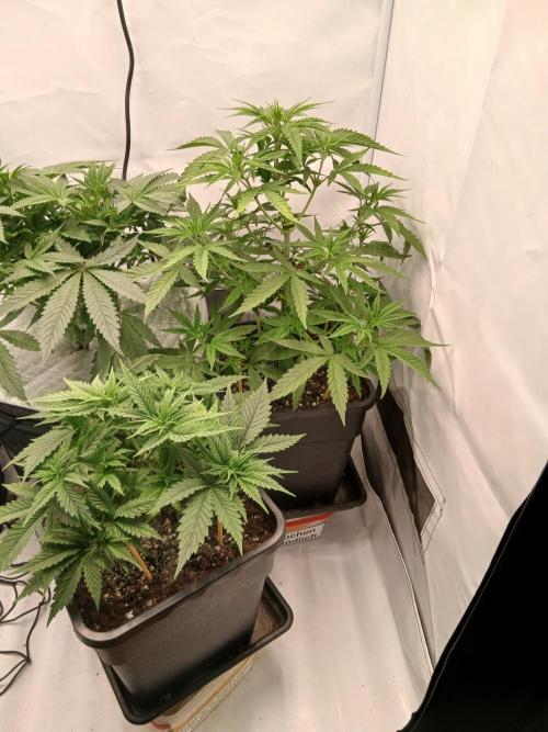 Raunächte-Grow mit Exotic Seed. Week 4