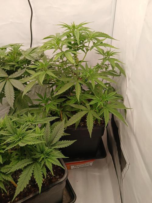 Raunächte-Grow mit Exotic Seed. Week 4