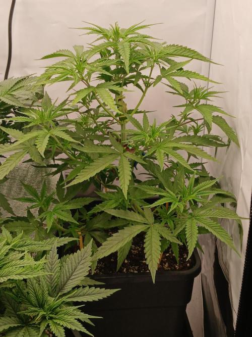 Raunächte-Grow mit Exotic Seed. Week 4