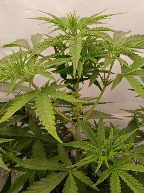 Raunächte-Grow mit Exotic Seed. Week 4