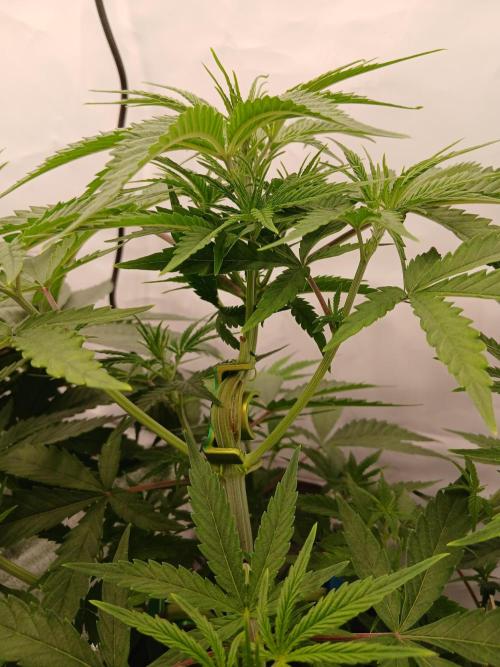 Raunächte-Grow mit Exotic Seed. Week 4