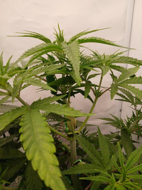 Raunächte-Grow mit Exotic Seed. Week 4