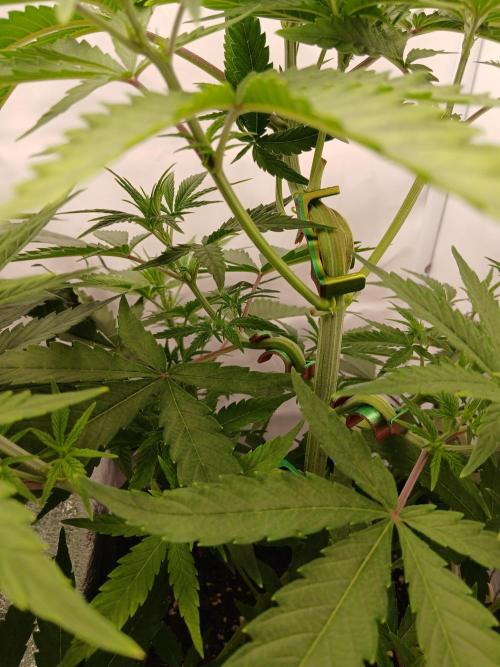 Raunächte-Grow mit Exotic Seed. Week 4