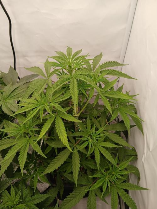 Raunächte-Grow mit Exotic Seed. Week 4