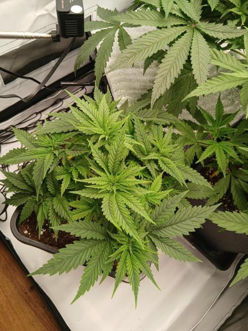 Raunächte-Grow mit Exotic Seed. Week 4