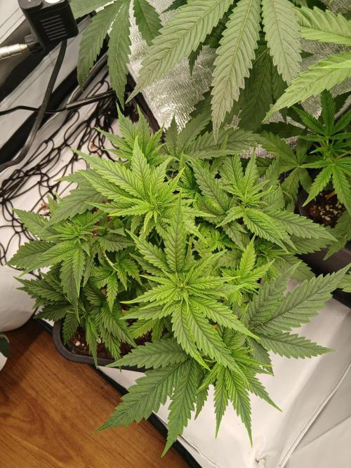 Raunächte-Grow mit Exotic Seed. Week 4